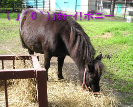 ポニー.jpg
