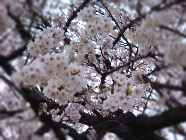 2008年桜