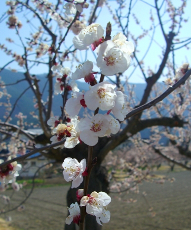 杏(あんず)の花２.JPG