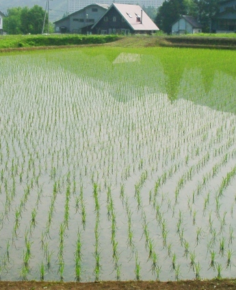 田植えのあと.JPG