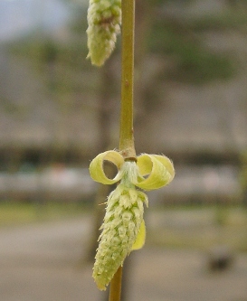 枝垂れ柳の雌花.JPG