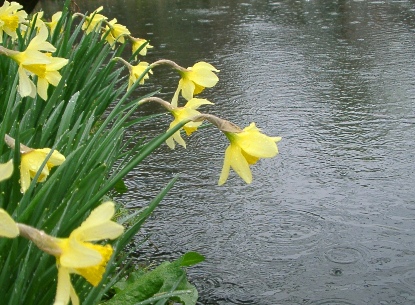 春雨の中の水仙.JPG