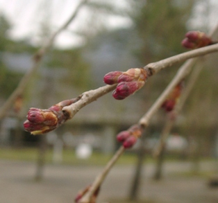 枝垂れ桜の蕾.JPG