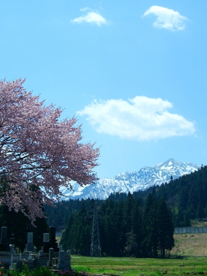 さくらと雪山.JPG