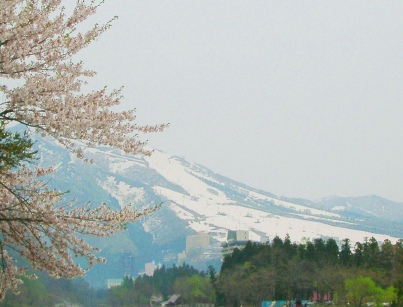 さくらと雪山.JPG