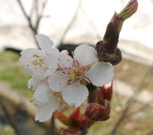 さくらんぼの花.JPG