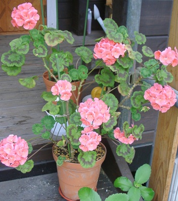 ゼラニウム７月.JPG