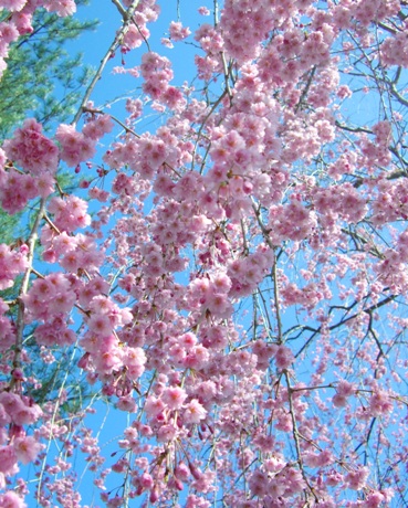 枝垂れ桜２.JPG