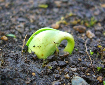 枝豆の新芽.JPG