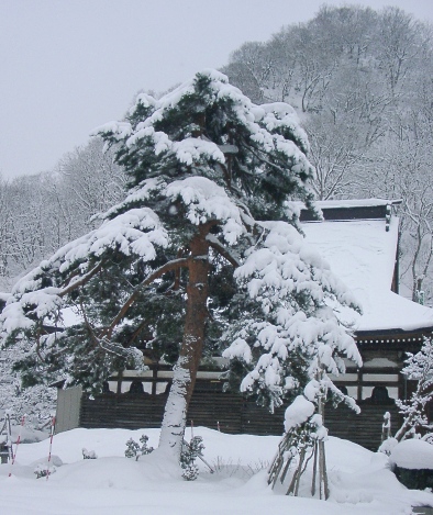 境内の松の木（冬）１.JPG