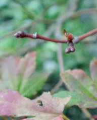 秋のモミジの芽.JPG