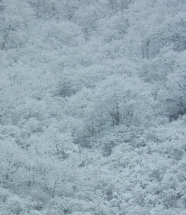 2007.4初雪？２.JPG