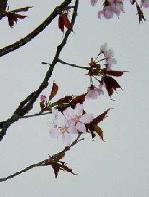 紅山桜2006春２.JPG