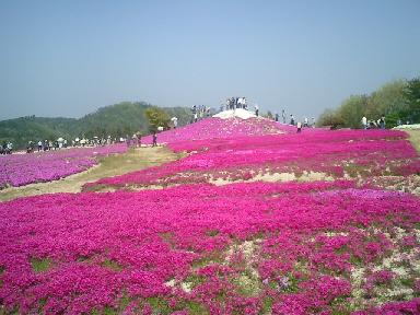 芝桜の富士山