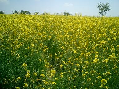 菜の花畑