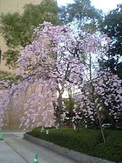 広島市役所の枝垂れ桜
