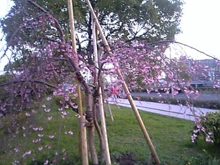道路わきの枝垂れ桜