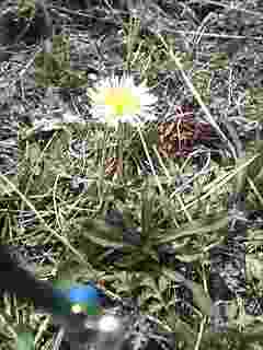 シロバナタンポポ