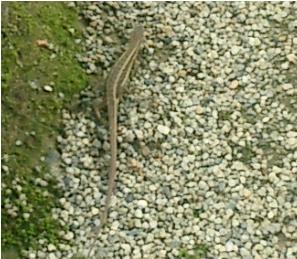 圓光寺で見つけたカナヘビ