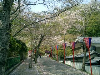 龍野の桜並木