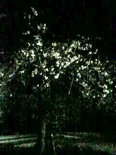 夜桜