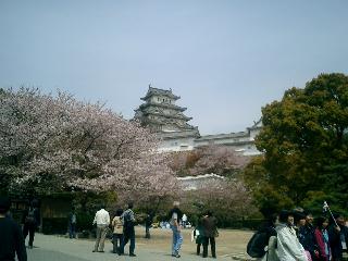 桜と姫路城