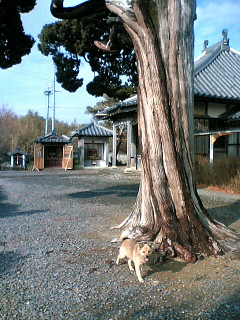 リョーの散歩道