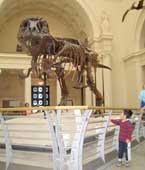 fieldmuseum02