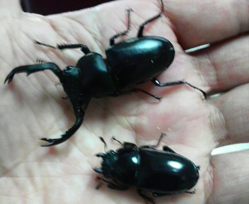 09.08.03 タイワンシカ.jpg