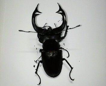 アクベシアヌス