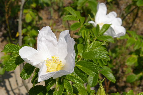 2008_05210020.JPG