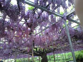 フラワーパーク１