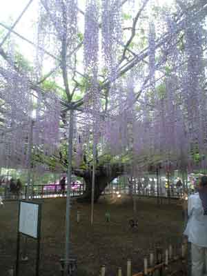 フラワーパーク3