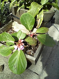 にわざくらミニ