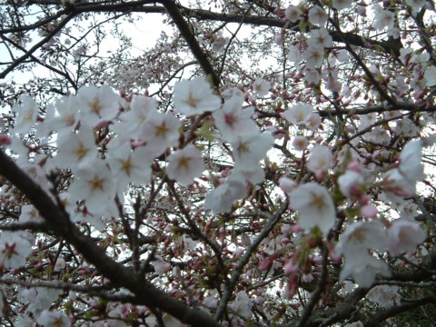 2006年　桜１