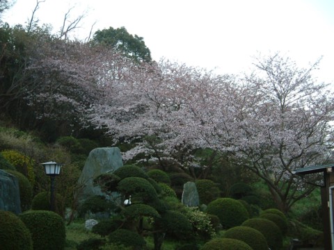 2006年　桜2