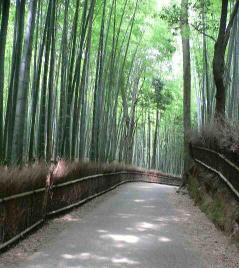 天竜寺　竹林の道