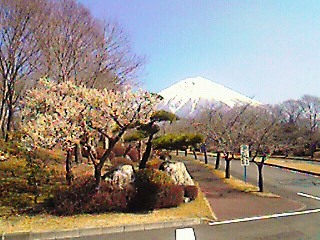 松、梅、さくら