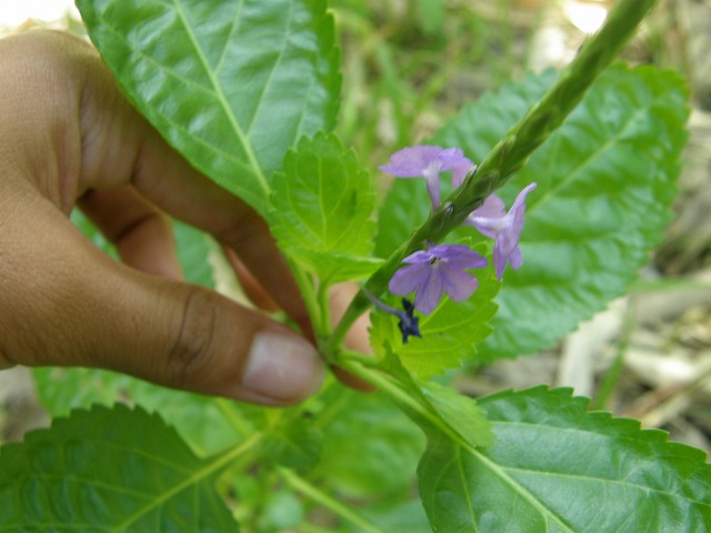 名前も判らないヒングオーグの野の花