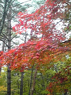 081026_1505~01.JPG