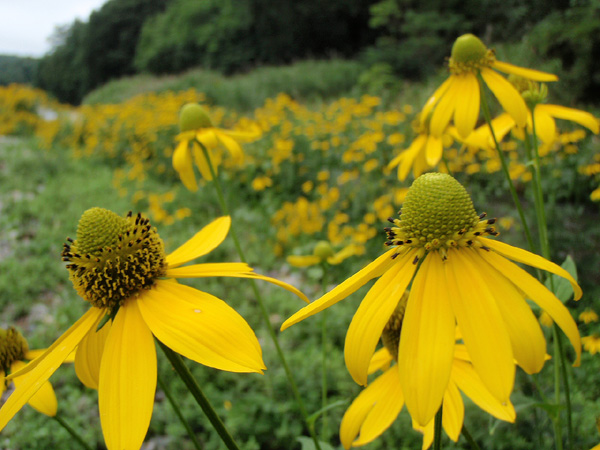 川岸の花