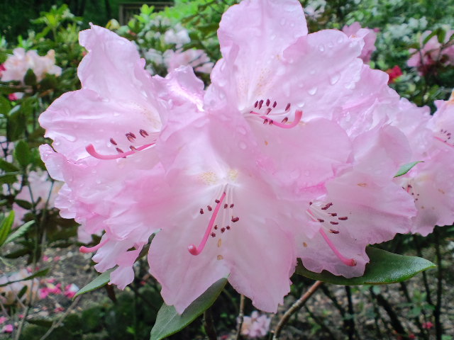 CA3C0176.jpg