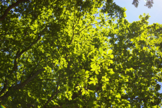 夏のコントラスト