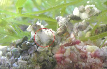 ４箇所全部に何かがいる