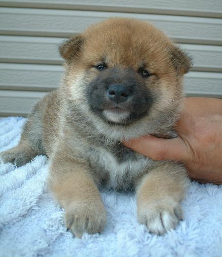 子犬