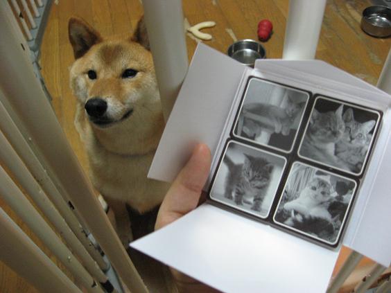 にゃんこショコラ