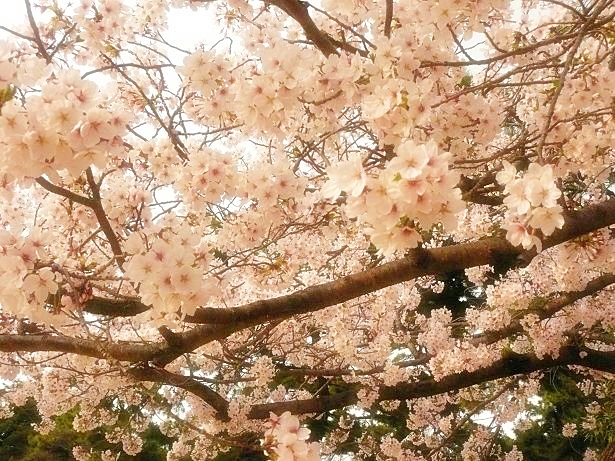 桜１.JPG