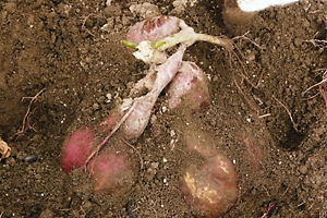 お芋さんの収穫 022.jpg