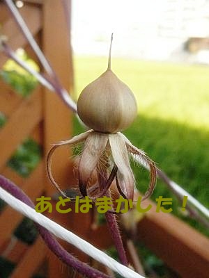 梅干殿下君.JPG