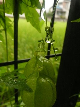 雨上がりのふうせんかずら.JPG